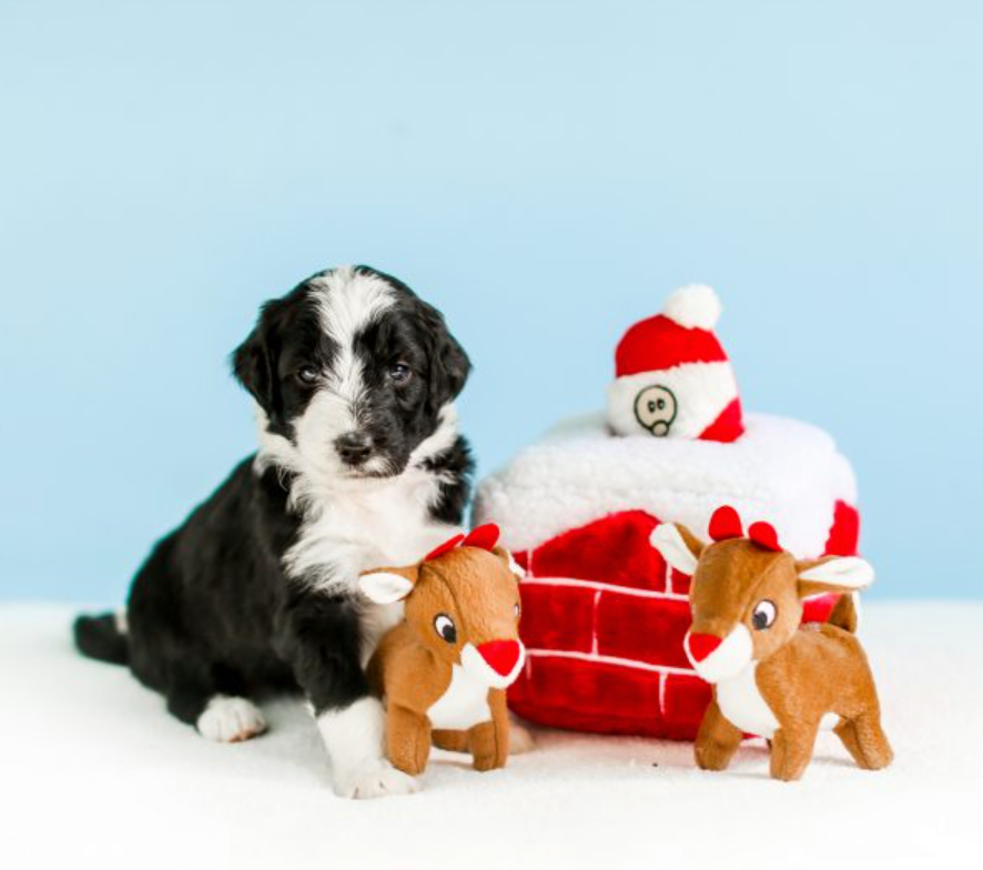 聖誕啾啾系列玩具(含屋子)